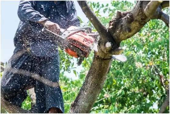 tree services Warm Springs